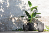 Strelitzia Green Small