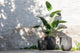 Strelitzia Green Small