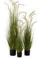 Grasses+Gramineae In Pot Plastic Green Large