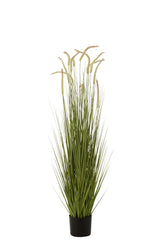 Grasses+Gramineae In Pot Plastic Green Large