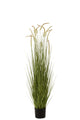 Grasses+Gramineae In Pot Plastic Green Large