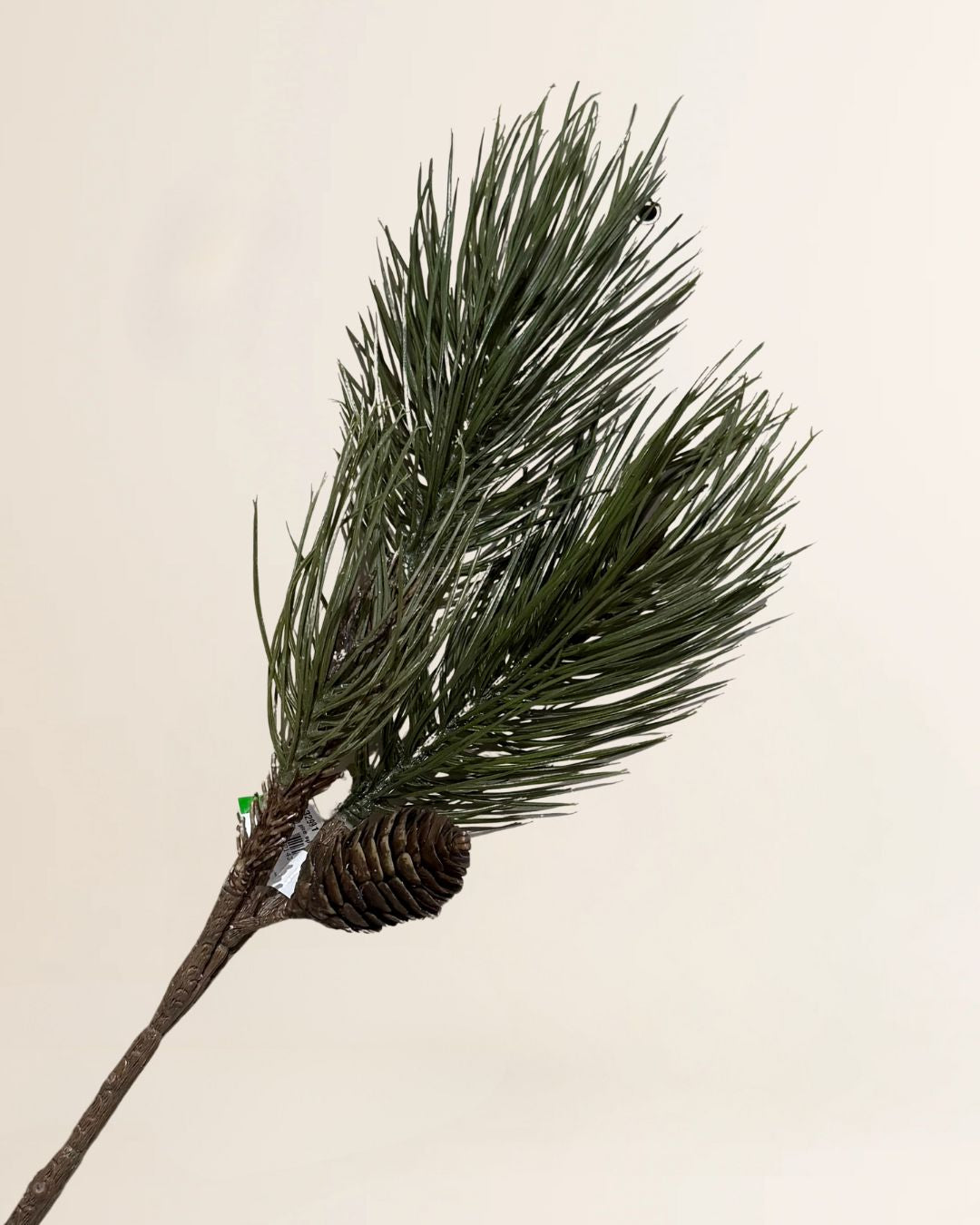 Pinus pine spray green