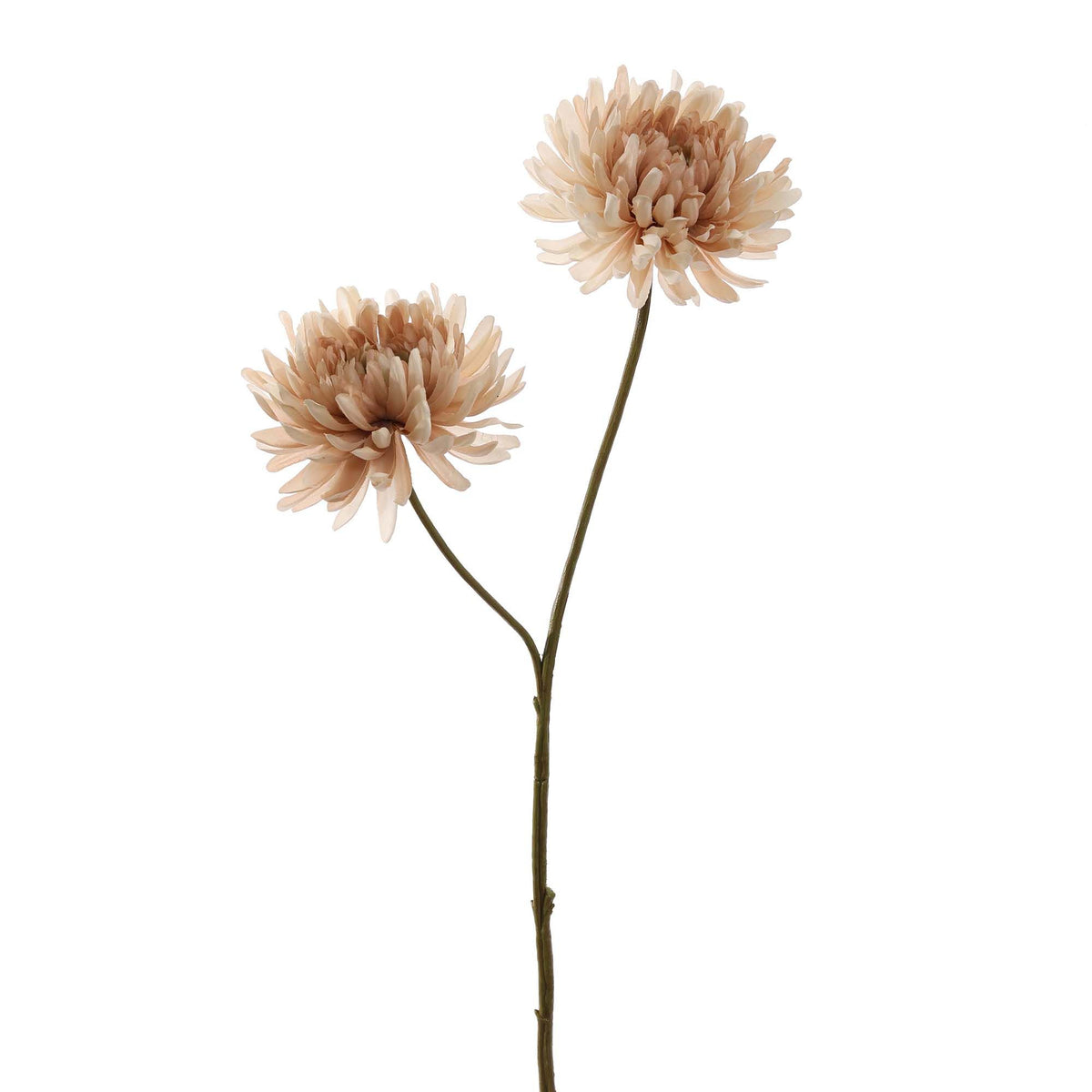 Losse zijden bloem Chrysant beige 65 cm