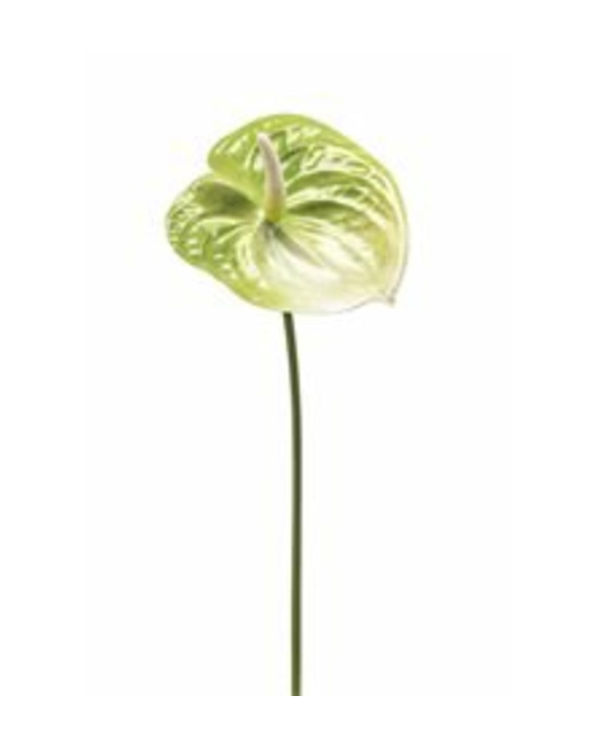 Losse zijden bloem Flamingoplant groen 65 cm