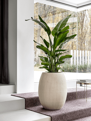 Baq Polystone Coated Plain beige