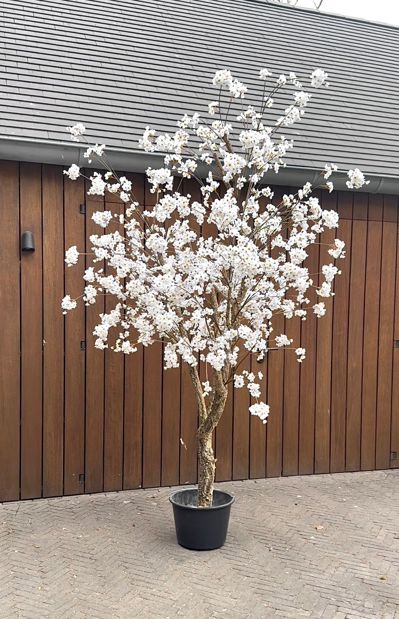 Bloesem Boom Crème van 260 cm