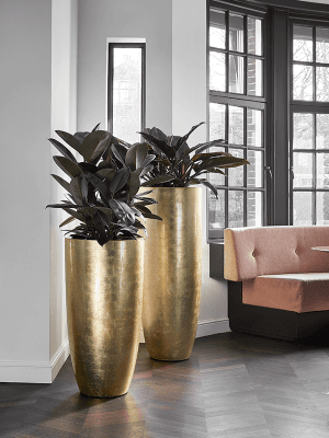 Baq-Metallic-Glossy-gold2