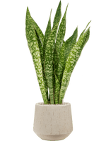 Baq_Raindrop_Darcy_Beige-3