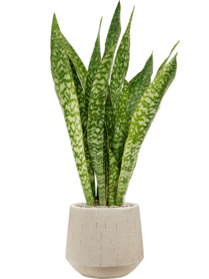 Baq_Raindrop_Darcy_Beige-3