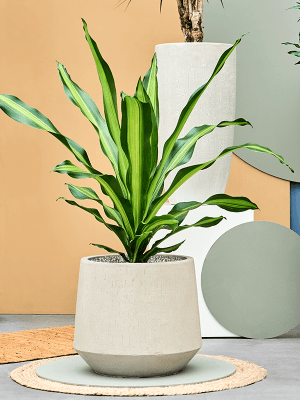 Baq Raindrop Darcy Beig4