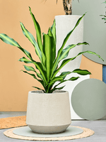 Baq Raindrop Darcy Beig4