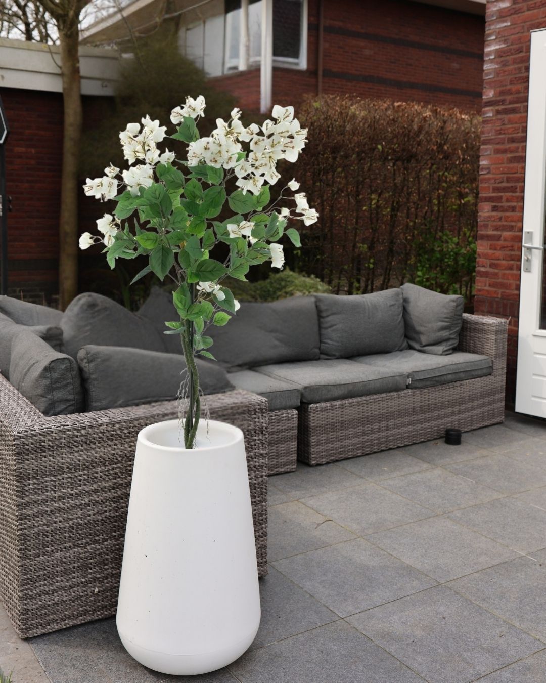 Bougainvillea-boom-in-pot-wit-120cm