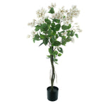 Bougainvillea-boom-in-pot-wit-120cm1
