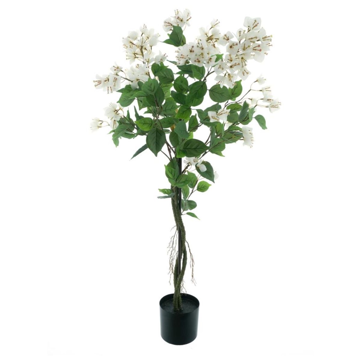 Bougainvillea-boom-in-pot-wit-120cm1