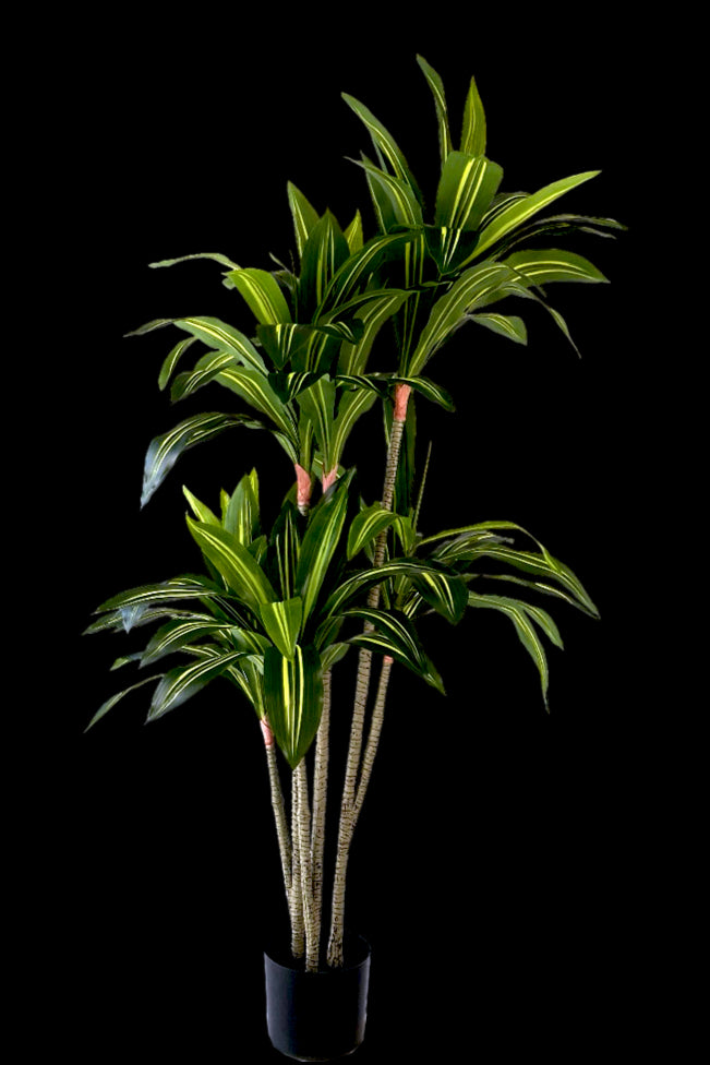 Kunstplant Dracaena Fragnans 150cm