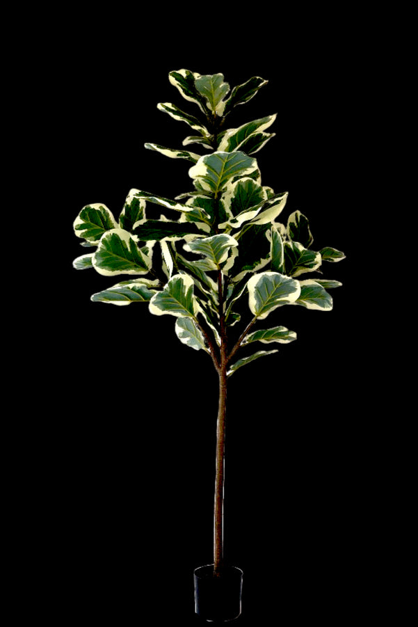 Kunstplant Ficus Lyrata Deluxe 160cm