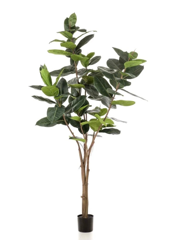 Ficus  Elastica- Janice blok - Zijden plant - Kunst plant - 180cm