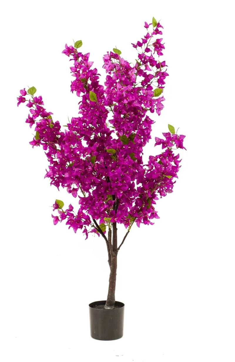 Bougainvillea tree purple 145cm