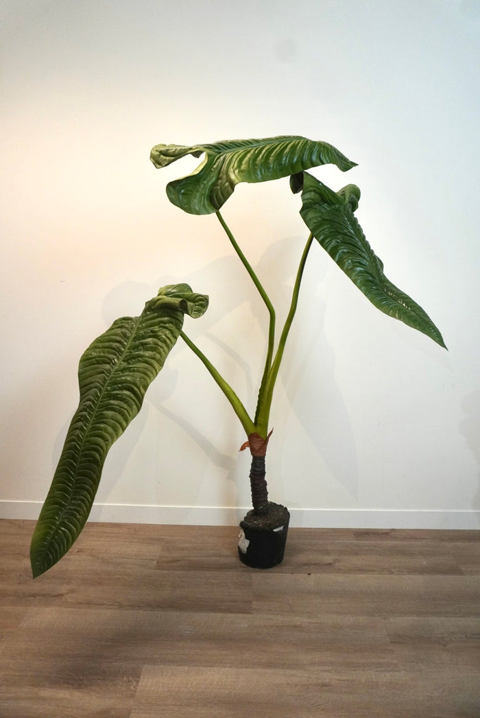 Zijden plant - Sale - Alocasia - Silkka