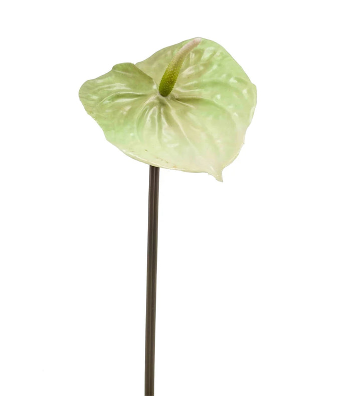 Anthurium/groen 65cm - Zijden bloem - Kunst bloem -duurzaam