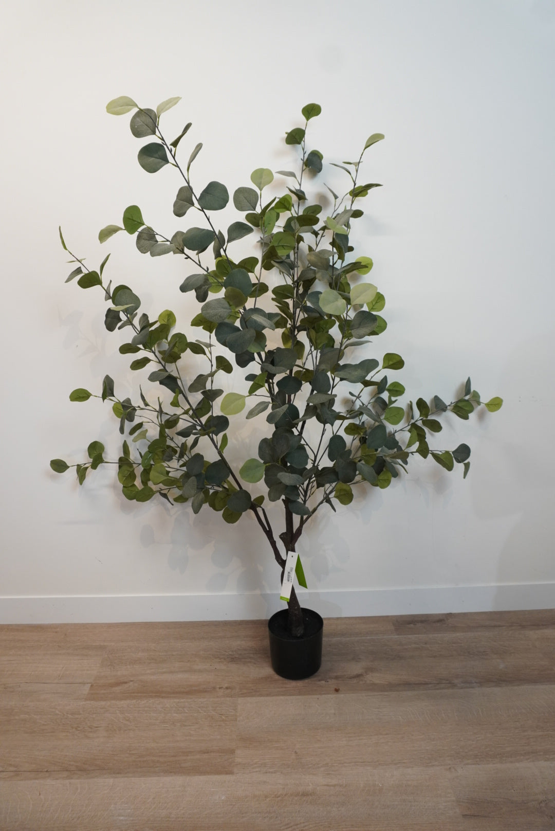 Zijden plant - Sale - Eucalyptus