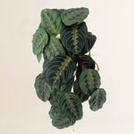 Losse zijden bloem Marantha yellow/green spray 58 cm