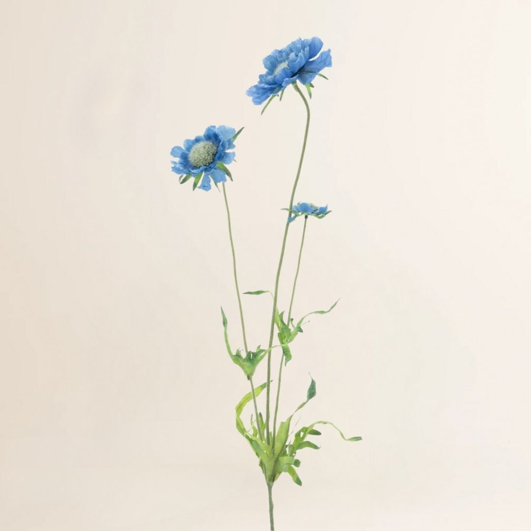Wilde margriet blauw 63 cm