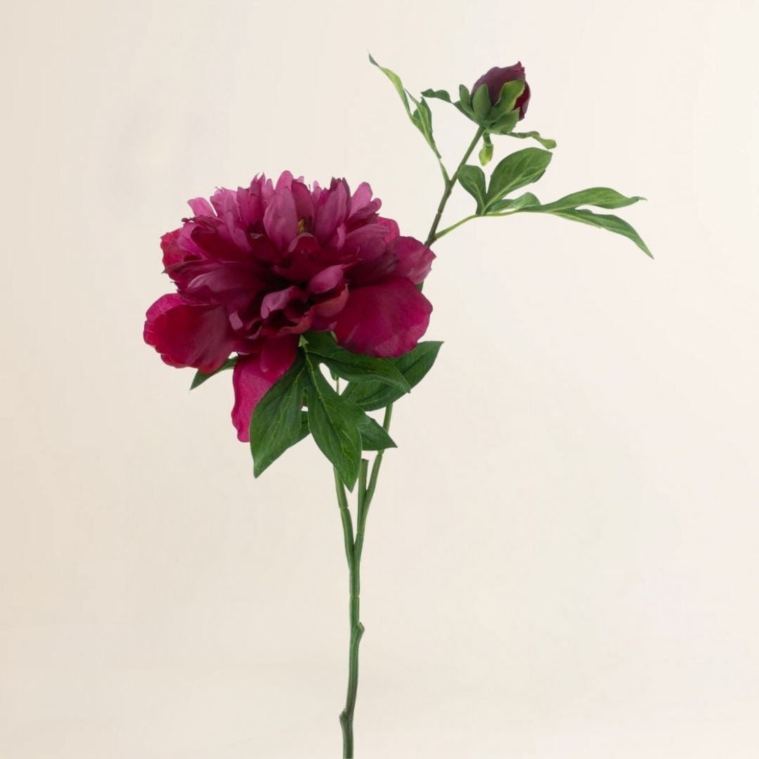 Pioenroos Arches rood 65 cm