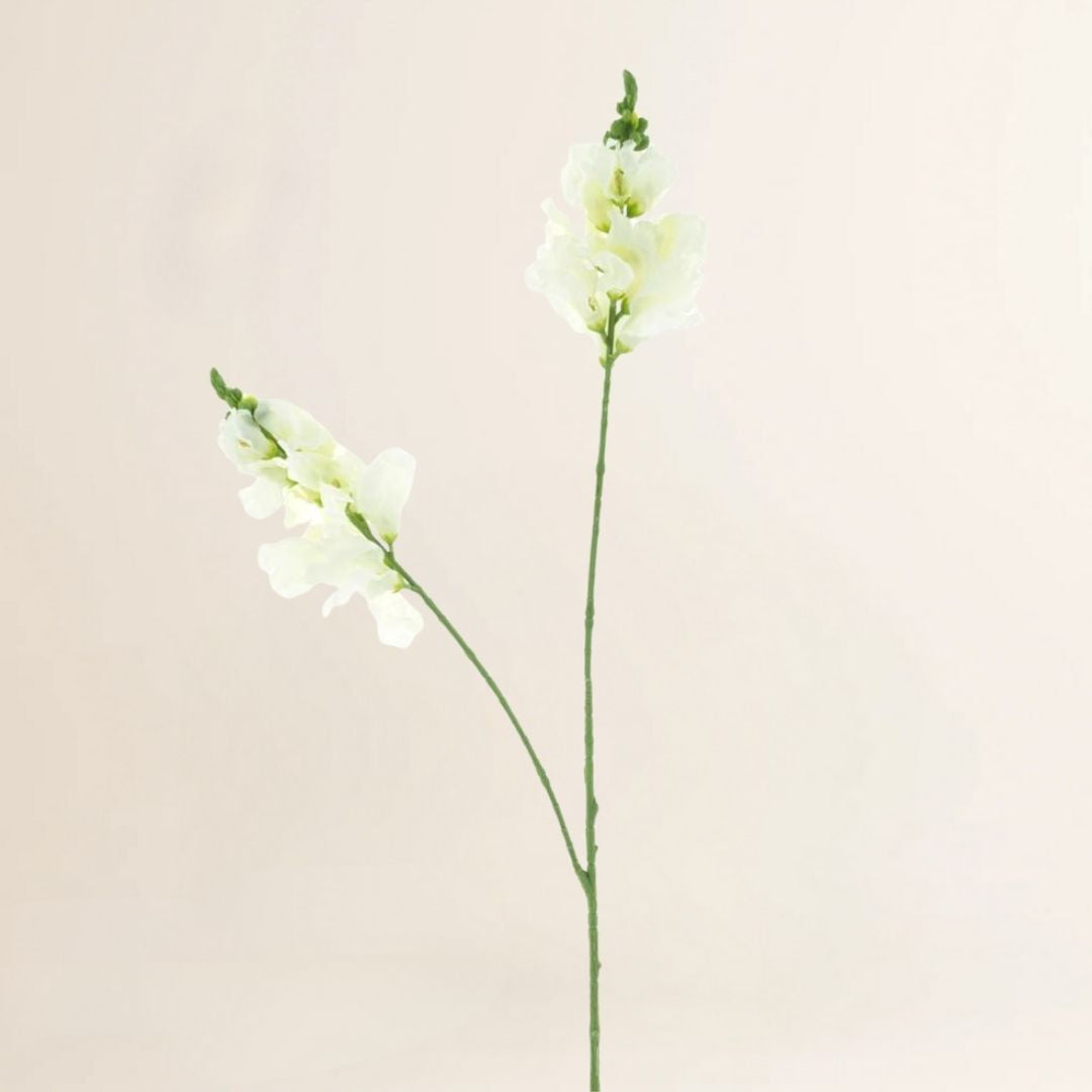 Leeuwenbek crème 80 cm