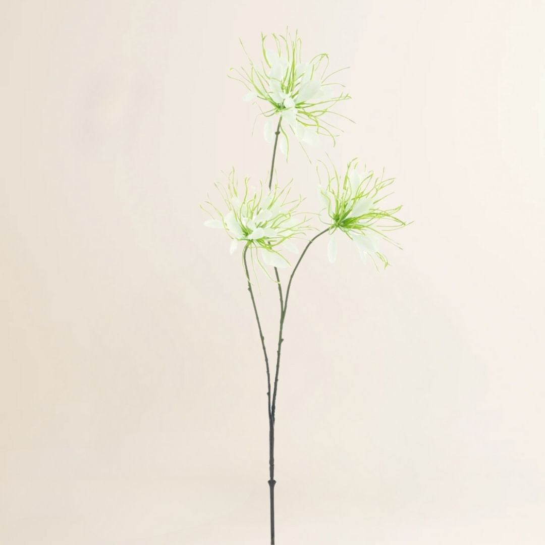 Spinnenbloem crème 94 cm