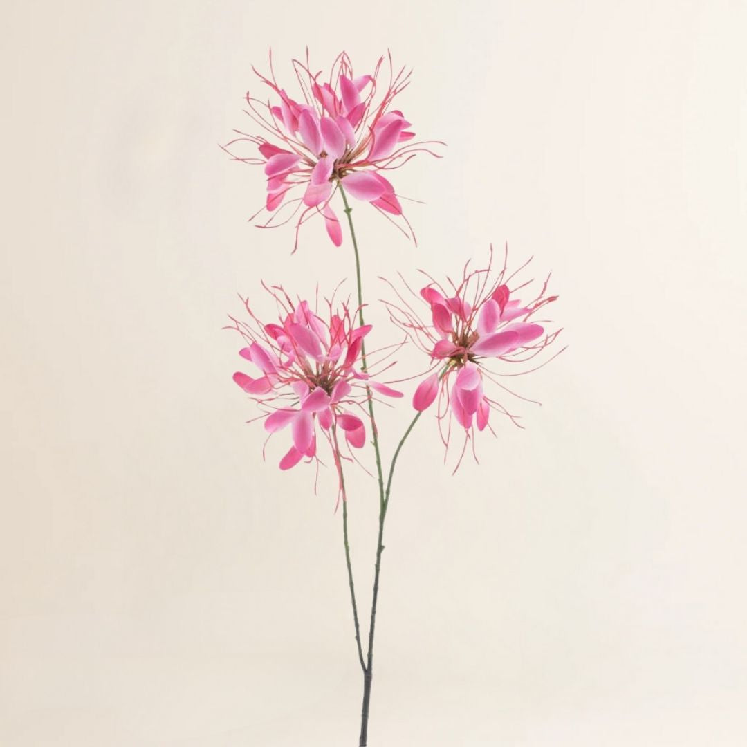 Spinnenbloem roze 94 cm