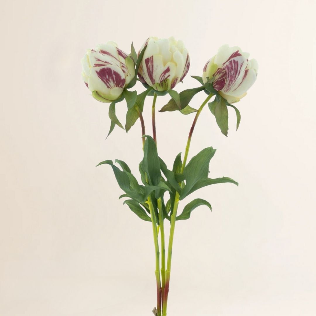 Losse zijden bloem Pioenroos Marlie bundel 3 stuks creme 48 cm