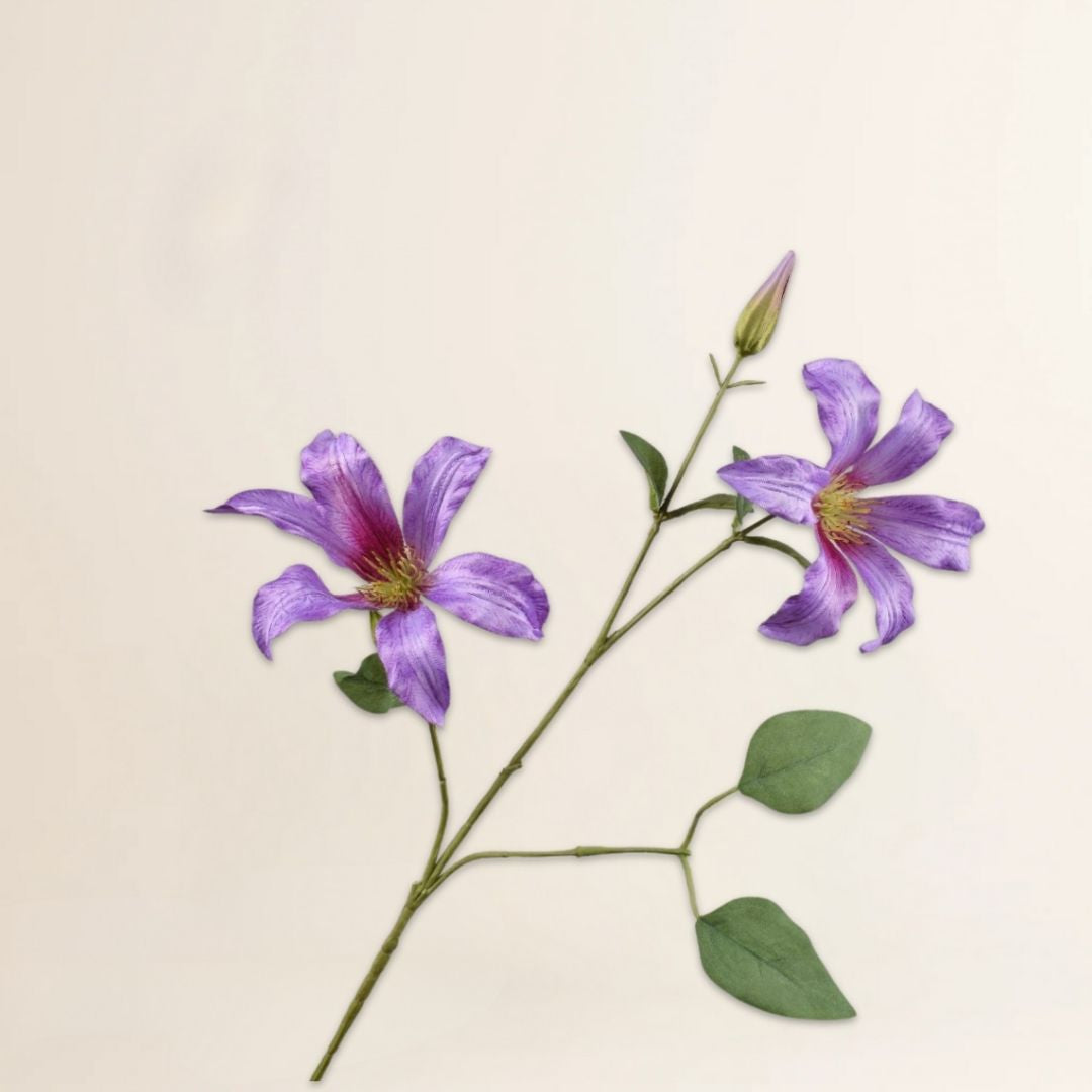 Clematis tak lavendel 73 cm