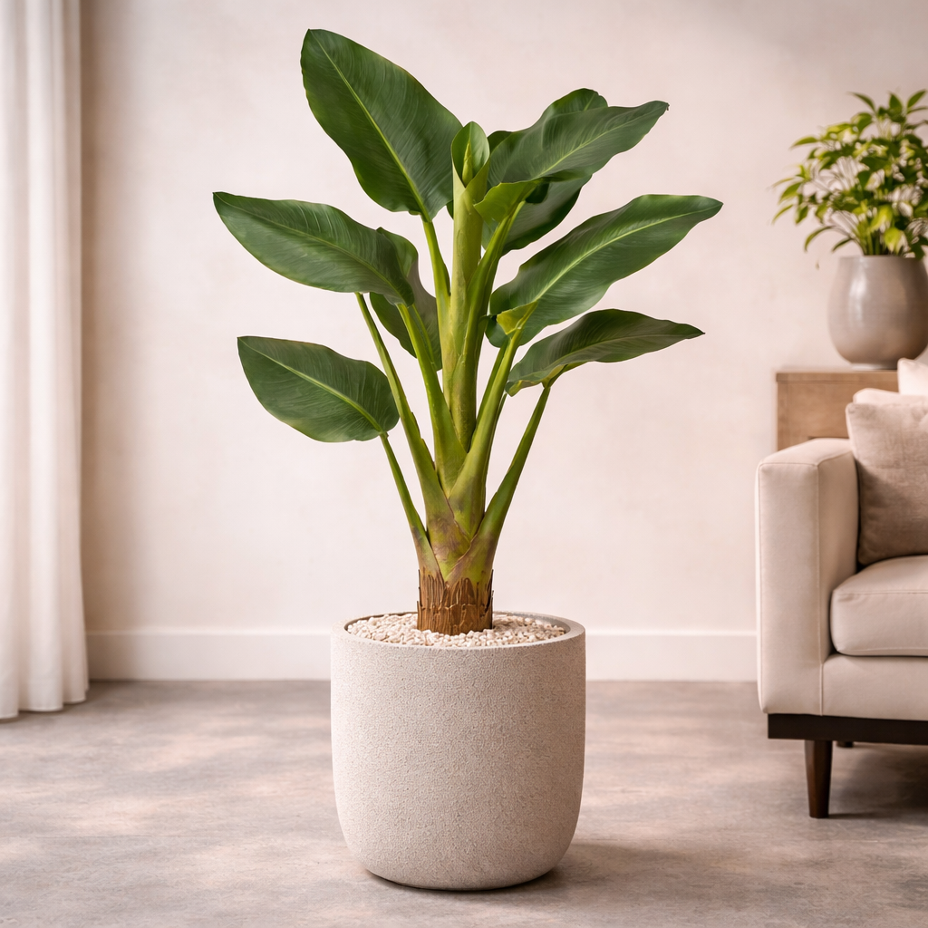 STRELITZIA  GROEN 137 cm