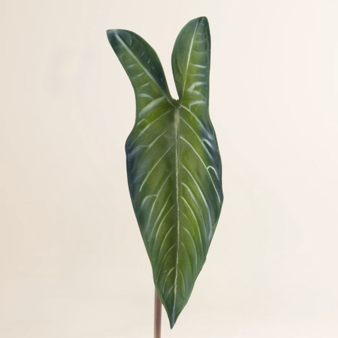 Losse zijden bloem Alocasia leaf 81 cm