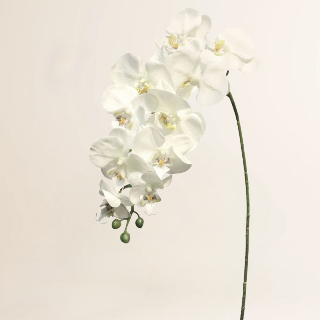 Losse zijden bloem Vlinderorchidee Batida crème 103 cm