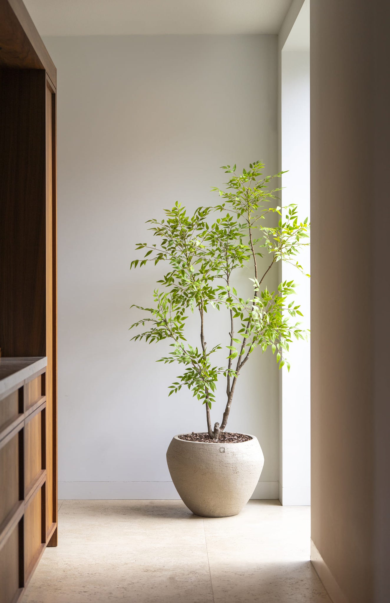 Nandina boom 180cm