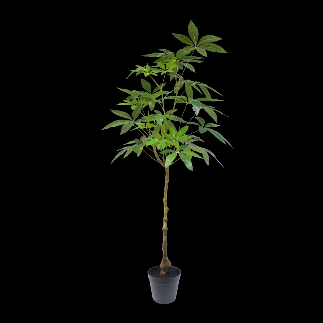 Schefflera boom 120cm