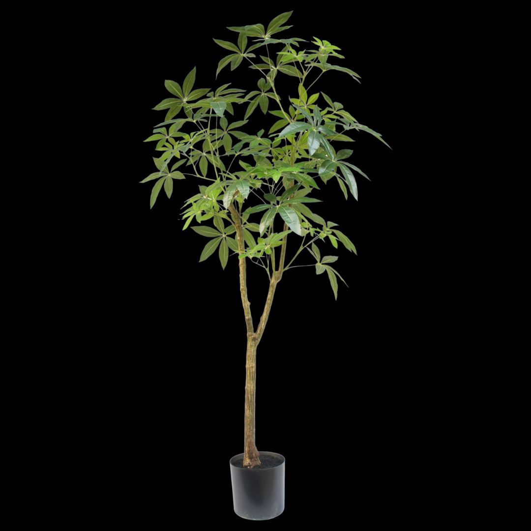 Schefflera boom 180cm