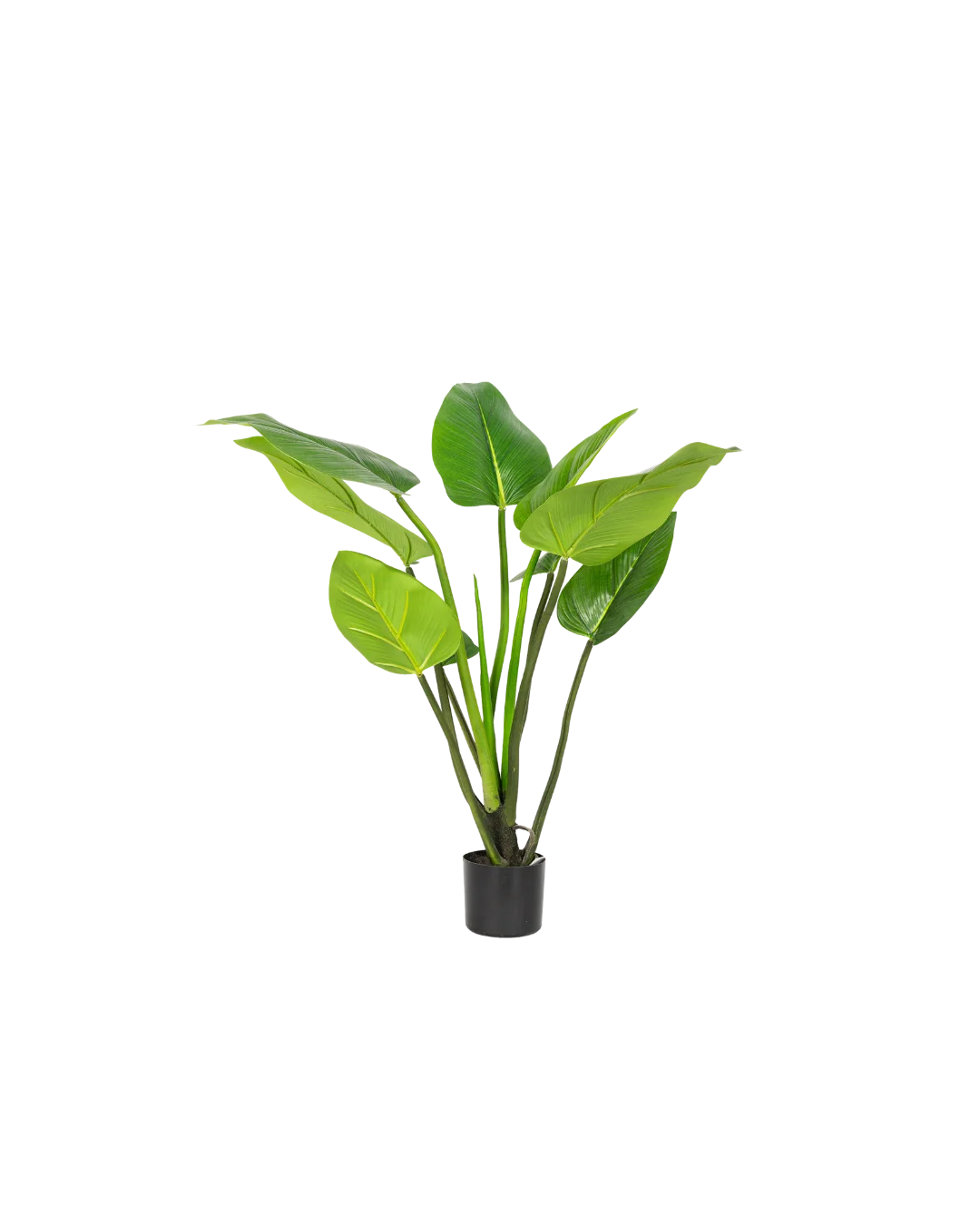 Alocasia plant 90cm