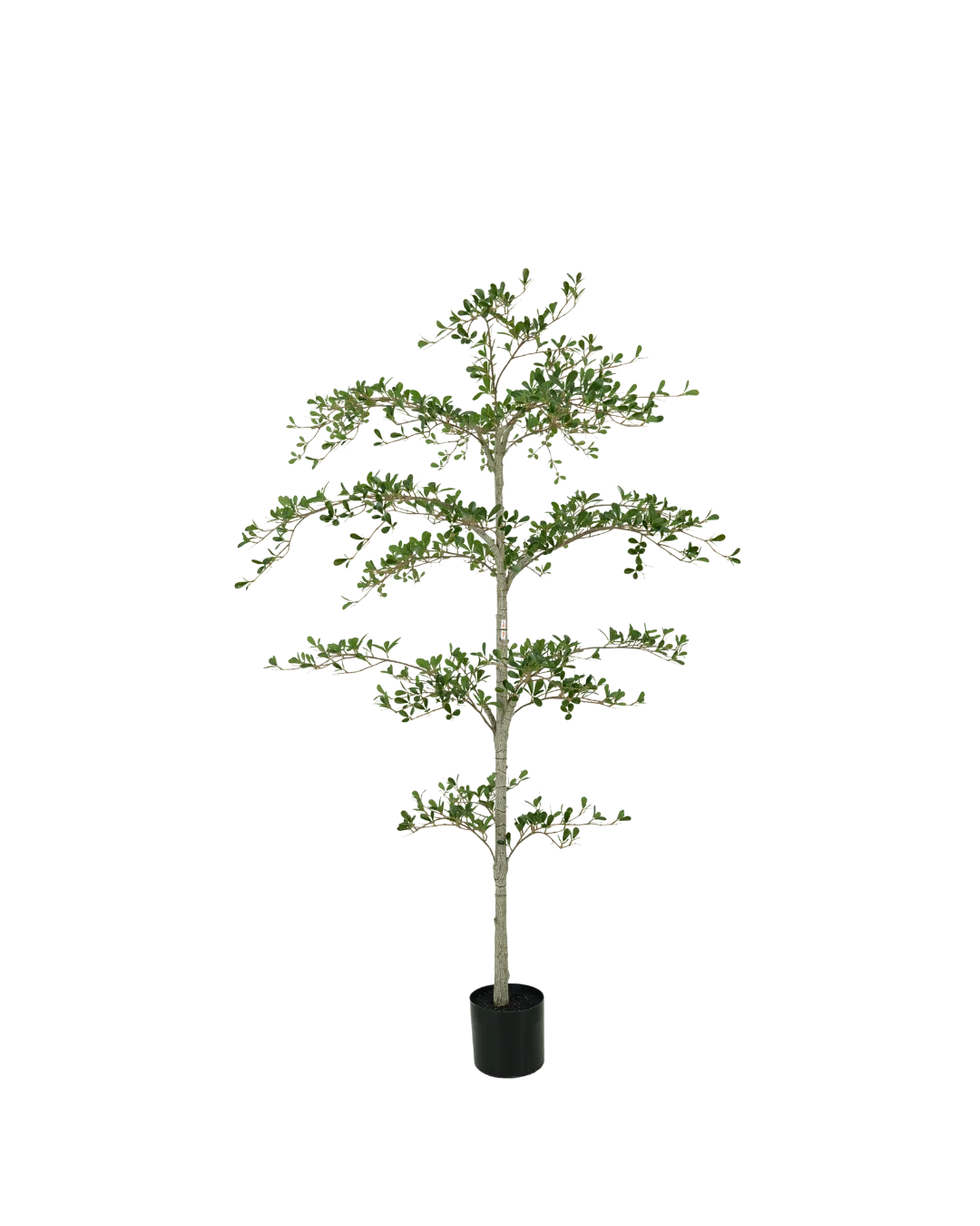 Black Olive boom 180cm