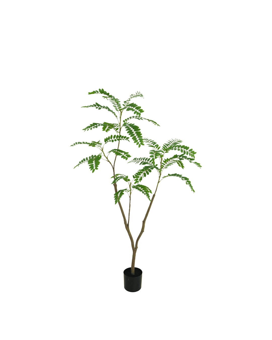 Mimosa tree 150cm