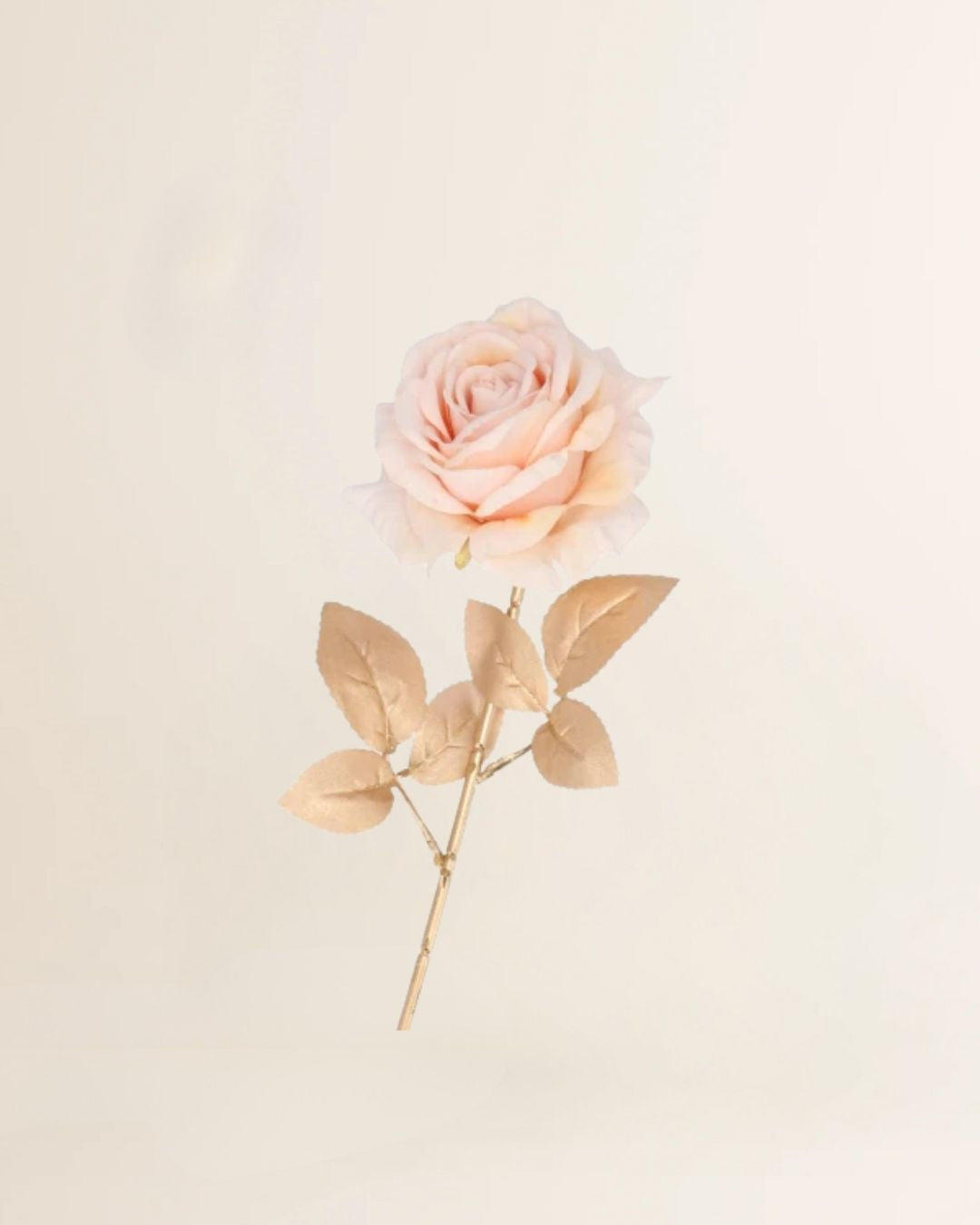 Roos Goldie crème 75 cm