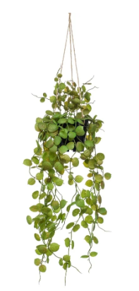 Ceropegia hanging bush 50cm  - Zijden plant- Kunst plant -duurzaam