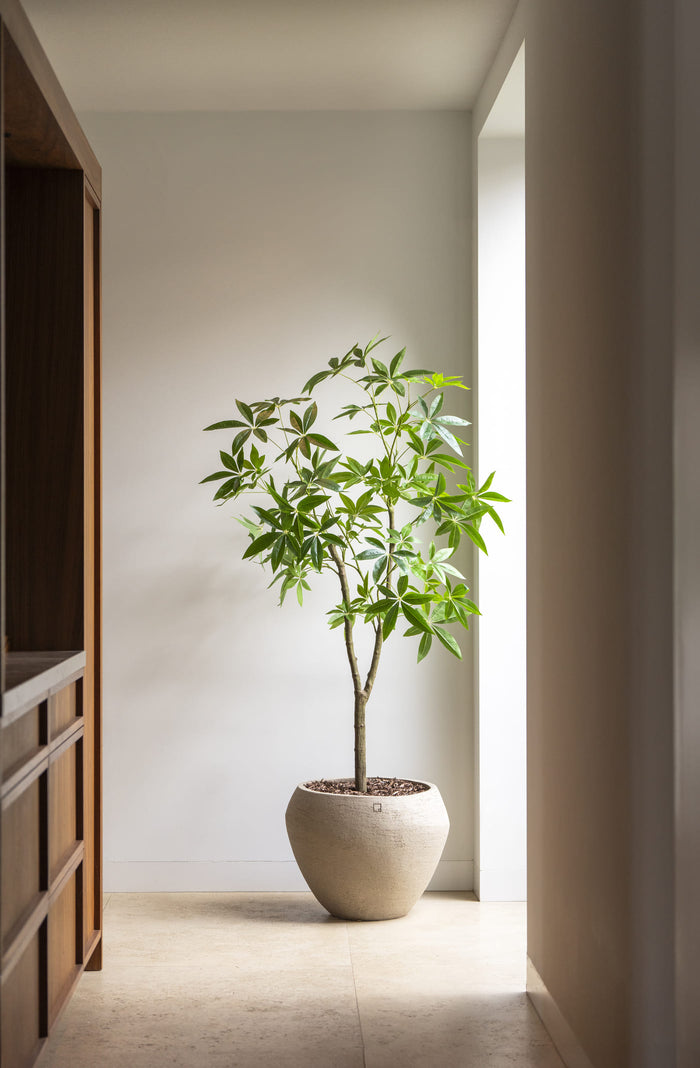 Schefflera boom  - 180cm - kunstplant - zijdenplant
