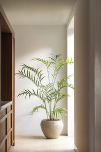 Palm boom  - 210cm - kunstplant - zijdenplant