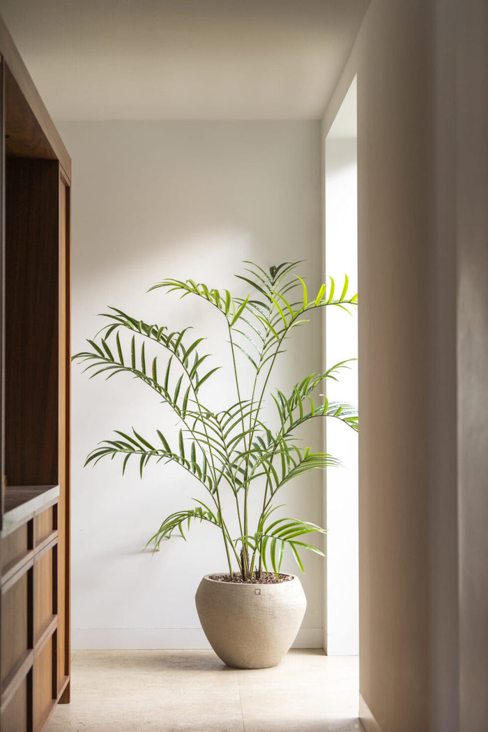 Palm boom  - 210cm - kunstplant - zijdenplant