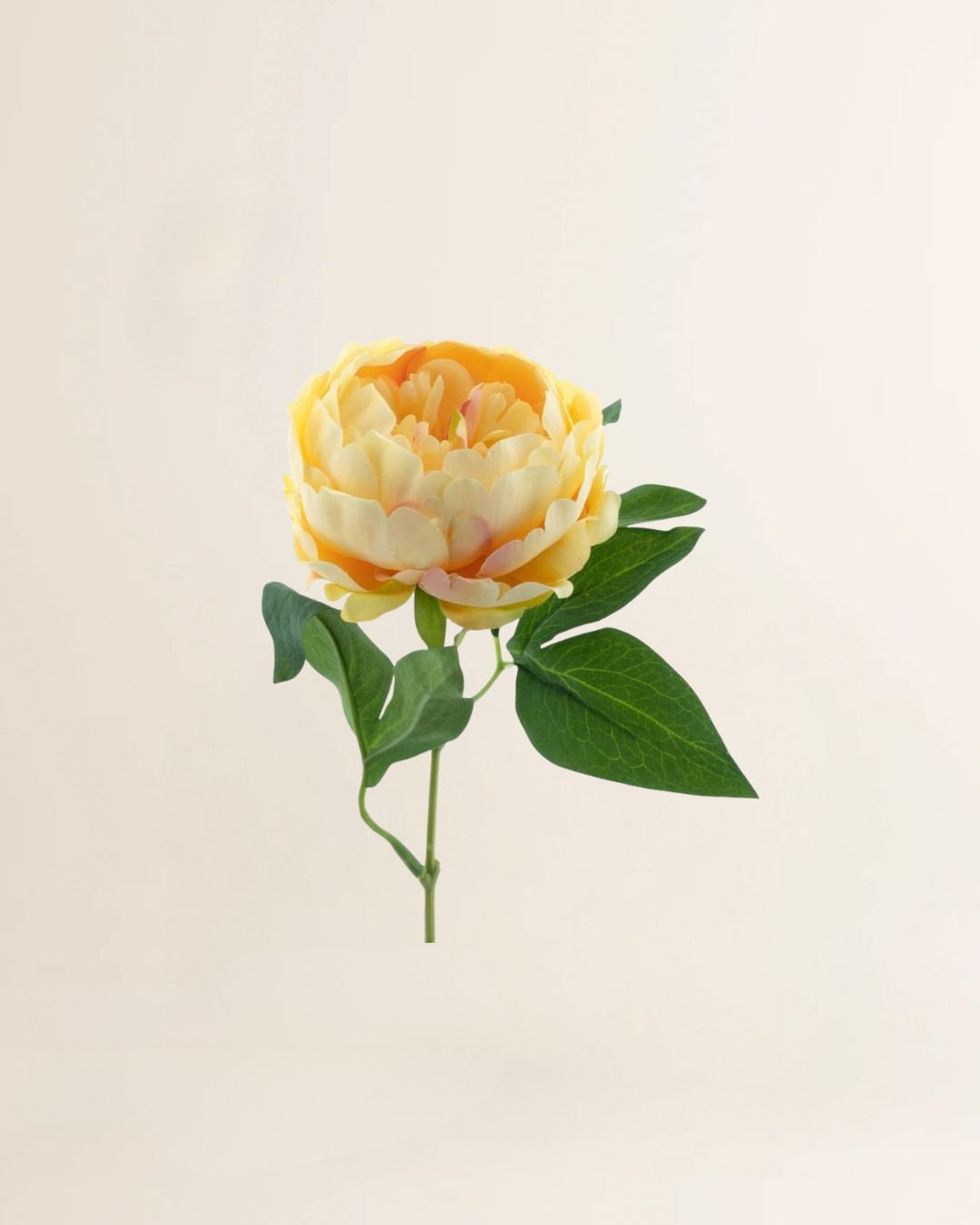 Pioenroos geel 36 cm