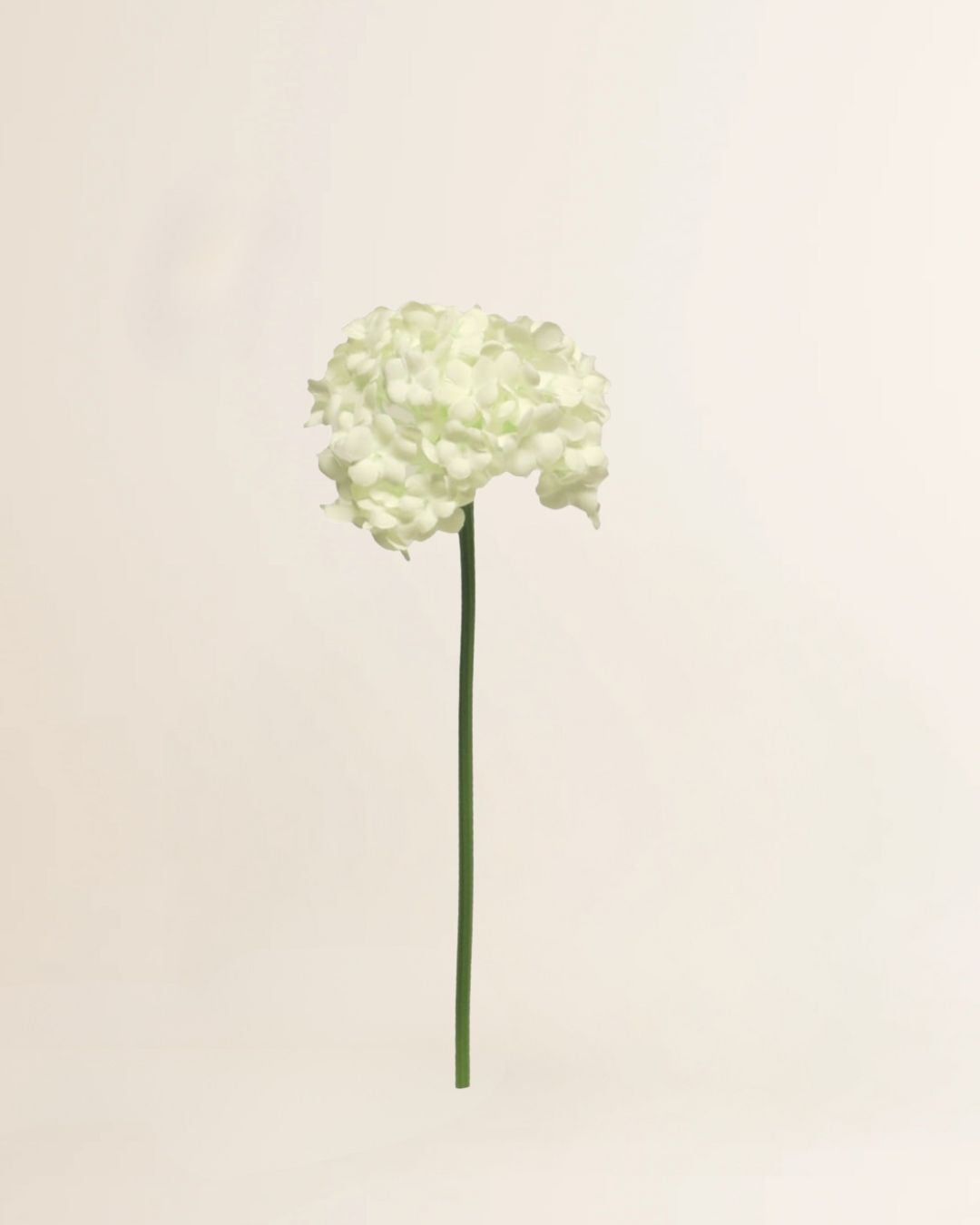 Viburnum / Sneeuwbal crème 30 cm