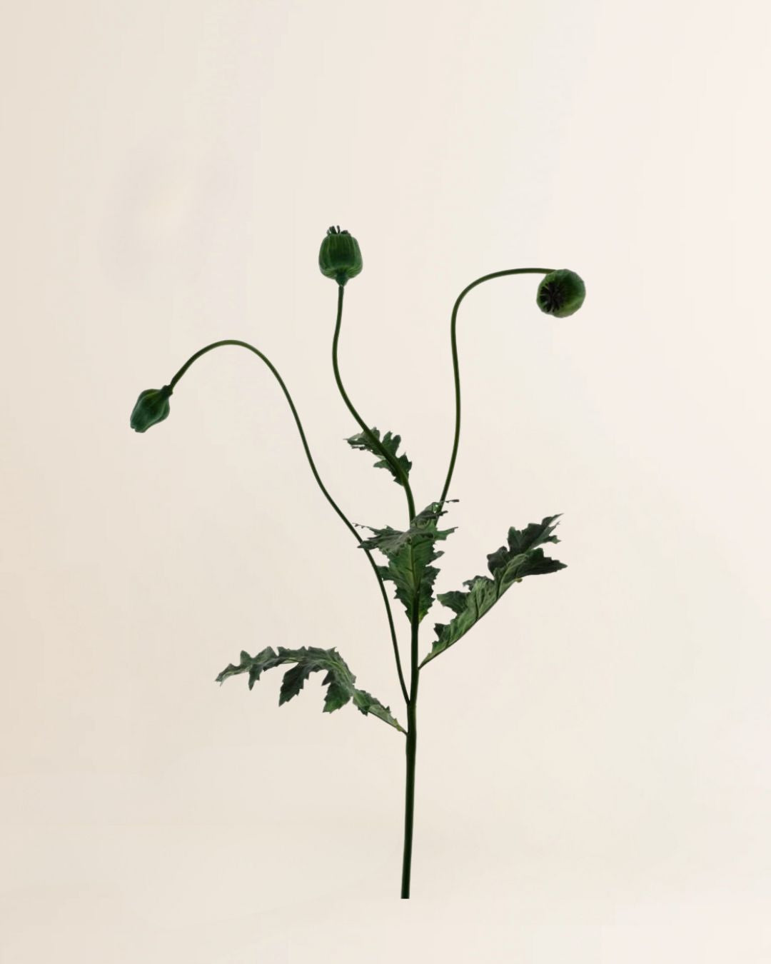 Papaver Capsuie 92 cm